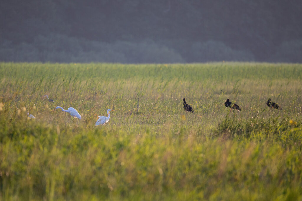 cerknisko_kosec_28_06_2024_2639